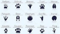 Cats Paw Print The Intriguing World Of Cats' Paw Prints: A Comprehensive Guide