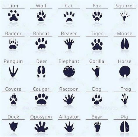 Cats Paw Print The Intriguing World Of Cats' Paw Prints: A Comprehensive Guide