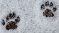 Cat Paw Imprint The Allure Of Cat Paw Imprints: A Feline Phenomenon