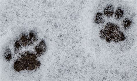 Cat Paw Imprint The Allure Of Cat Paw Imprints: A Feline Phenomenon