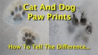 Cat And Dog Paw Prints Paw Prints: Unlocking The Secrets Of Our Feline And Canine Companions