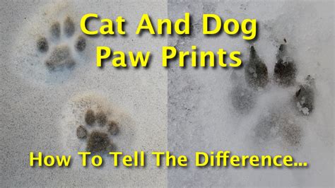 Cat And Dog Paw Prints Paw Prints: Unlocking The Secrets Of Our Feline And Canine Companions