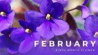 Popular Flowers In February February's Floral Delights: A Guide To The Month's Most Popular Blooms