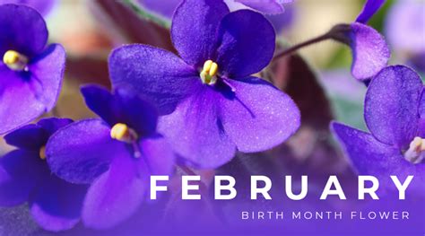 Popular Flowers In February February's Floral Delights: A Guide To The Month's Most Popular Blooms